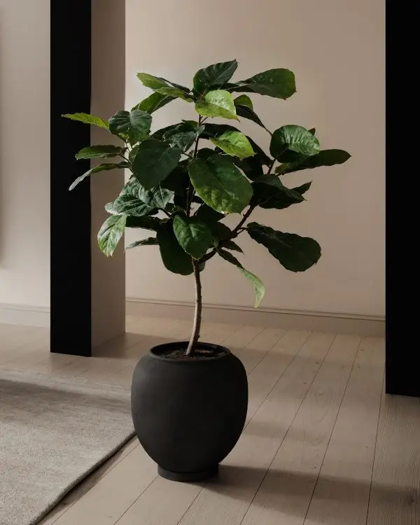 Sunao - Pot – Image 5